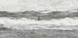 Image of fork-tailed storm-petrel