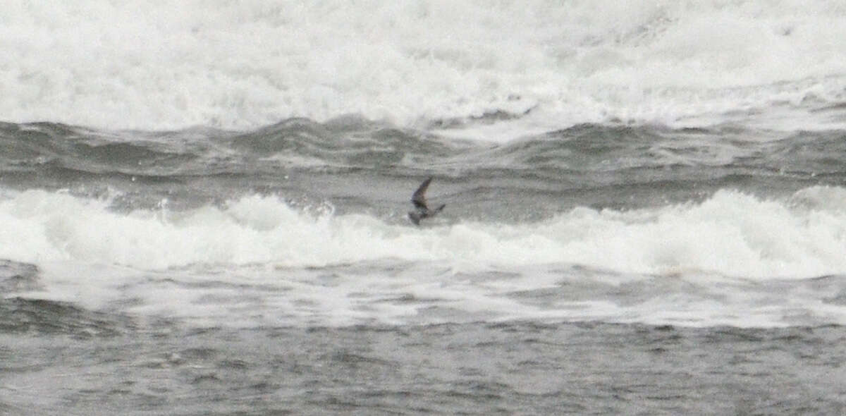 Image of fork-tailed storm-petrel