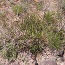 Image of spider milkweed