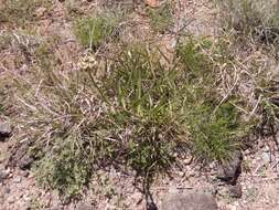 Image of spider milkweed