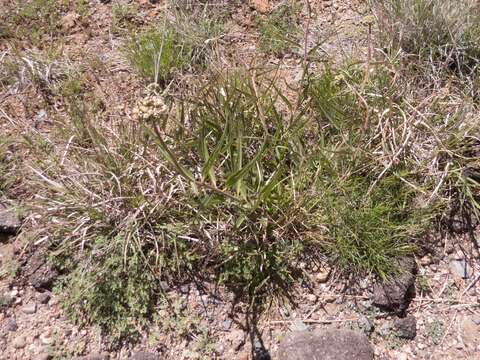 Image of spider milkweed