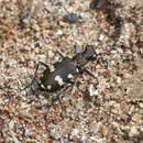 Image of Cicindela (Cicindela) monticola albanica Apfelbeck 1909