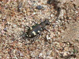 Image of Cicindela (Cicindela) monticola albanica Apfelbeck 1909