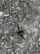 Image of Large bee-fly