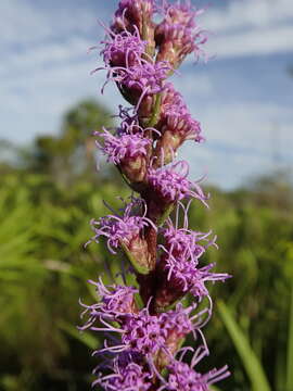 صورة Liatris spicata var. savannensis (Kral & G. L. Nesom) D. B. Ward