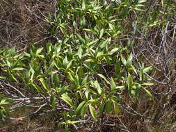 صورة Bontia bontioides (A. Gray) L. V. Aver'yanov