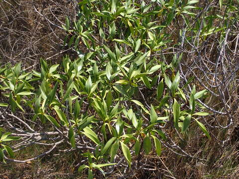 Image de Bontia bontioides (A. Gray) L. V. Aver'yanov