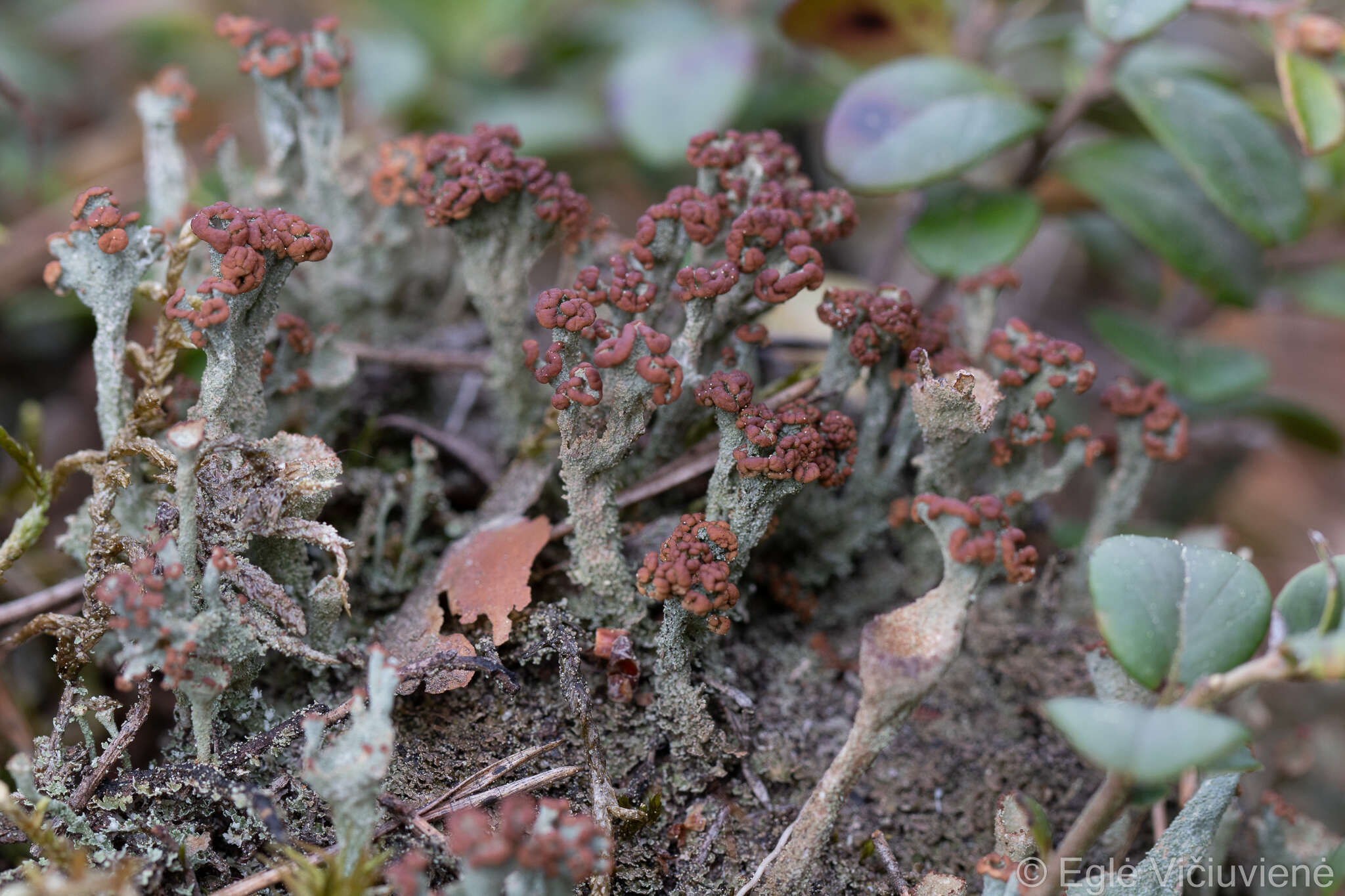 Image of cup lichen