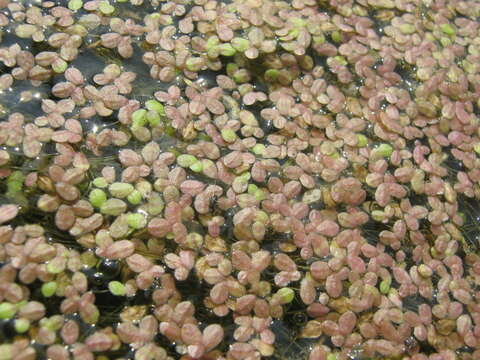 Image of Fat Duckweed