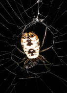 Image of White Micrathena