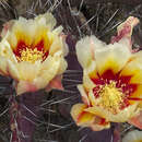 Opuntia azurea var. diplopurpurea的圖片