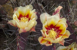 Opuntia azurea var. diplopurpurea的圖片