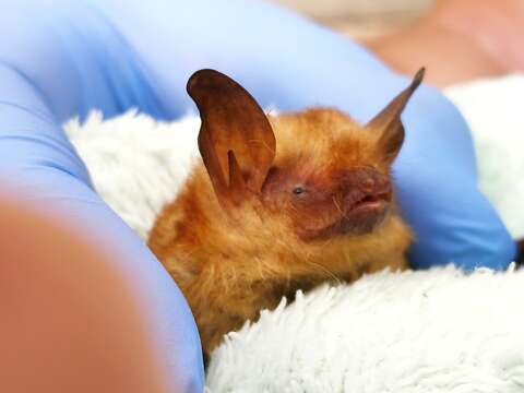 Image of Cape Hairy Bat