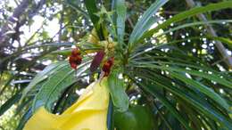 Image of Flag-footed Bug