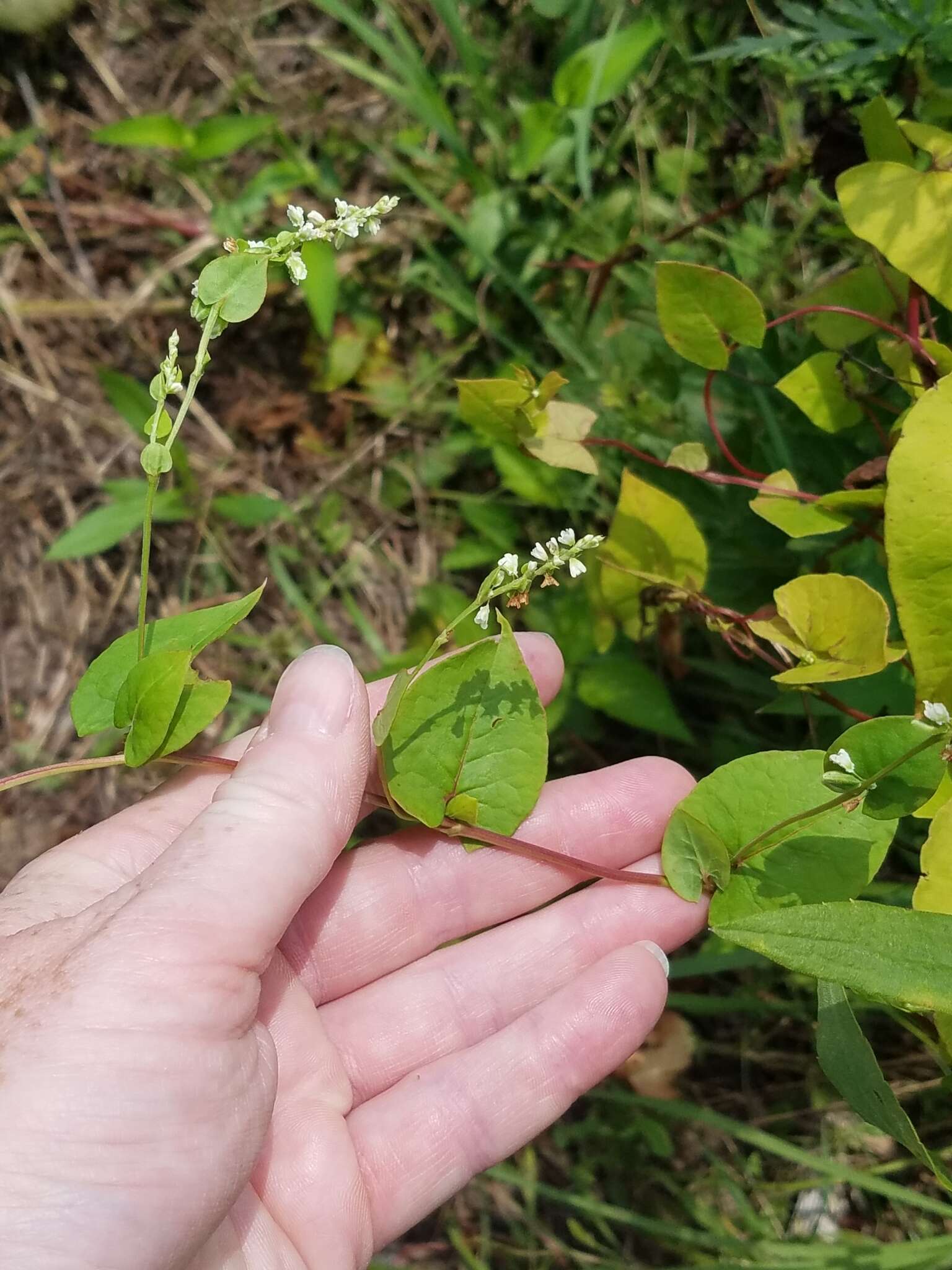 صورة Fallopia scandens var. cristatum (Engelm. & Gray) Gleason