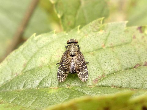 Image of Fly