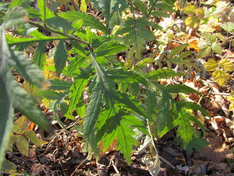 Image of Tanacetum macrophyllum (Waldst. & Kit.) Sch. Bip.