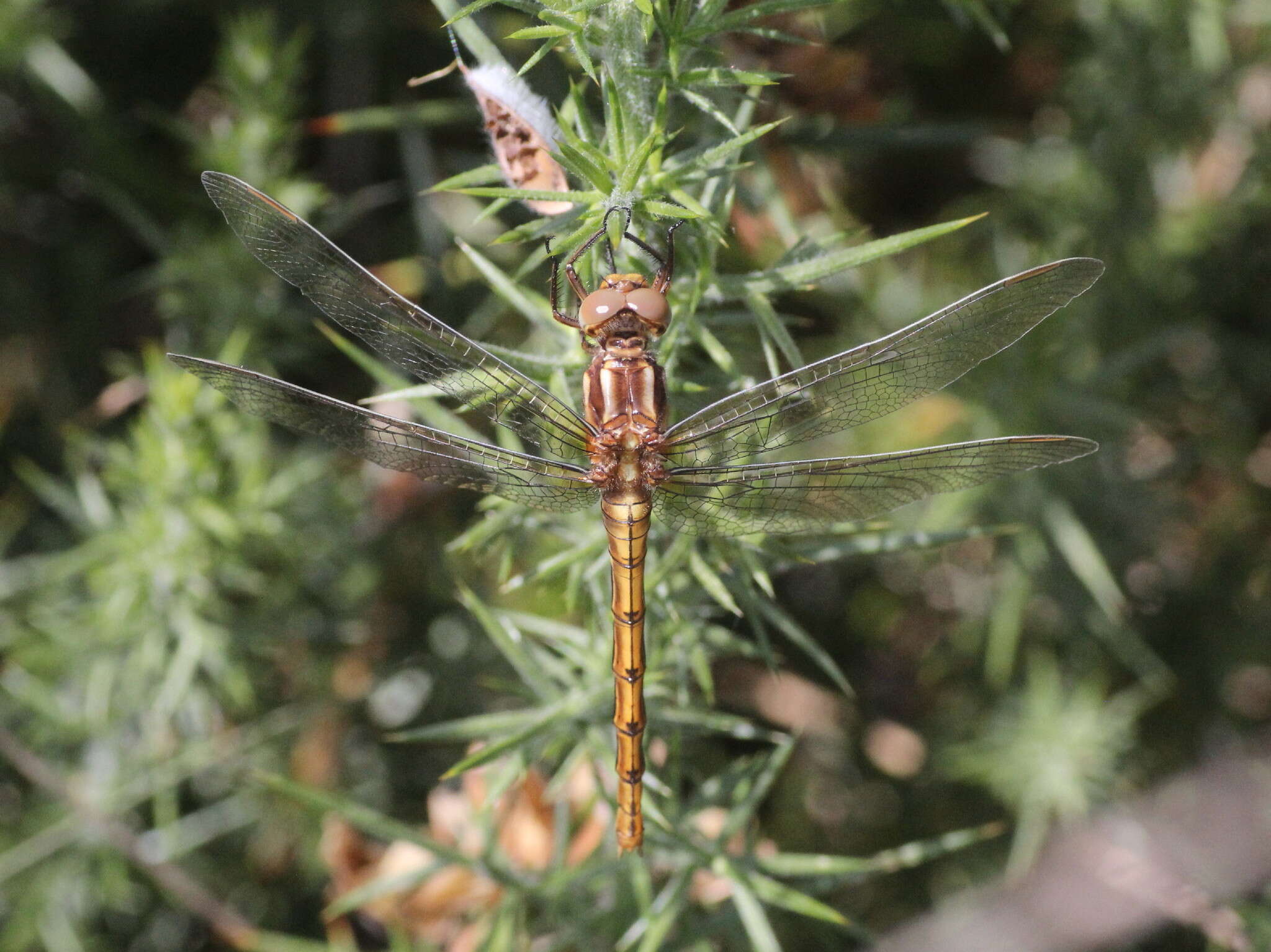 Image of Keeled Skimmer