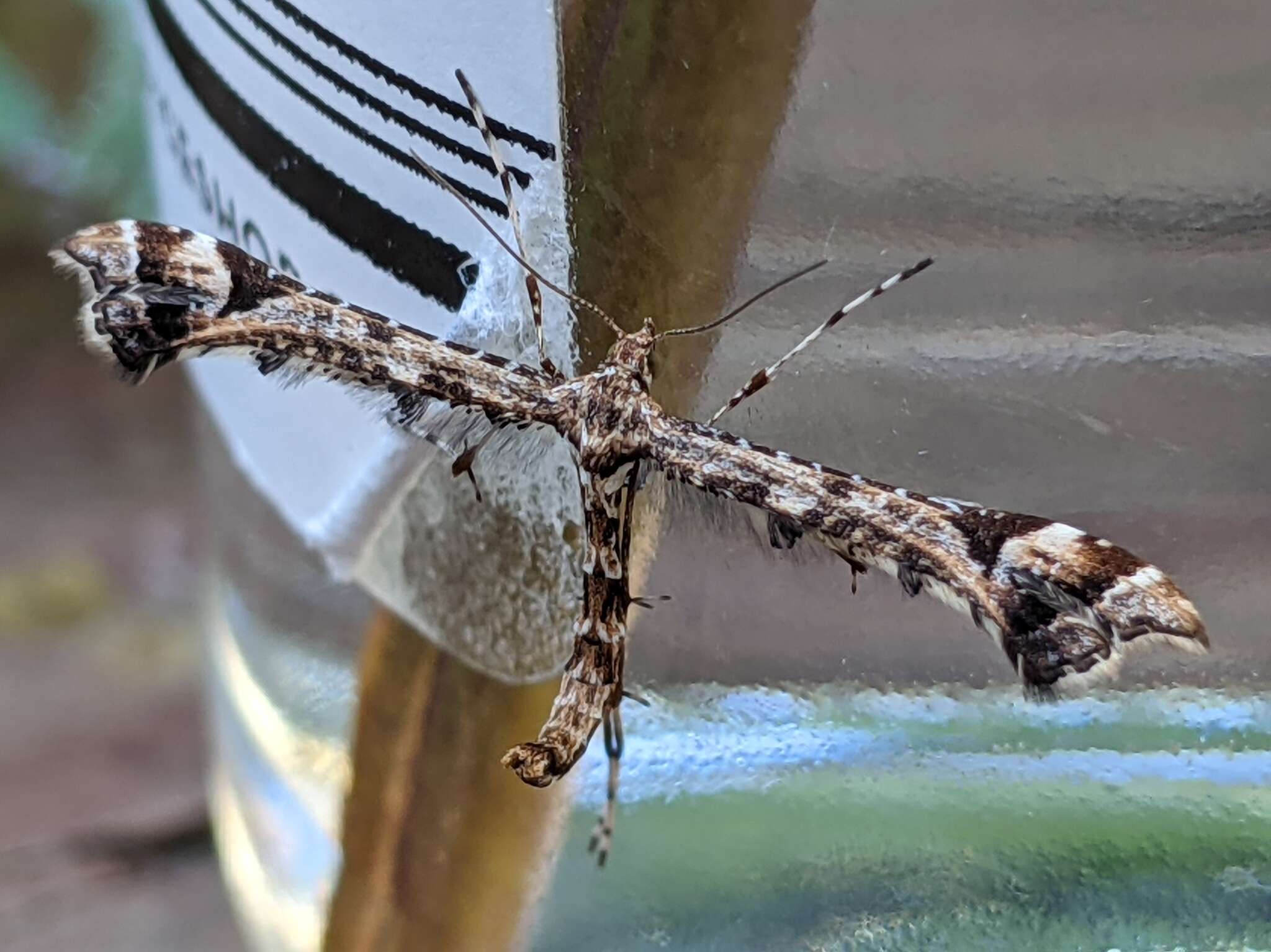 Image of Geranium Plume Moth