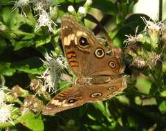 Sivun Junonia pacoma kuva