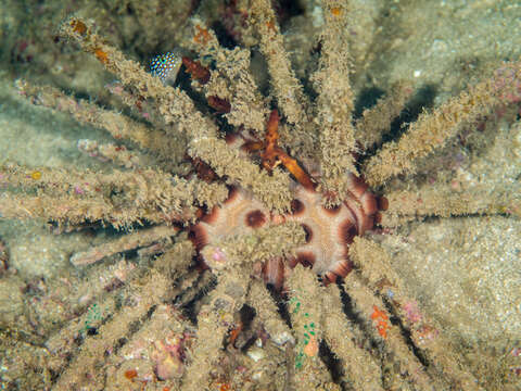 Image of blade-tipped tiara-urchin