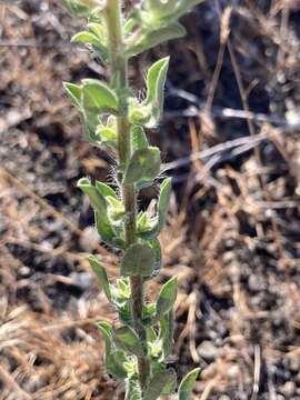 Image of Heterotheca vespertina G. L. Nesom