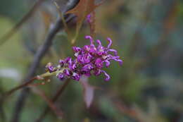 Image of Grevillea quercifolia R. Br.