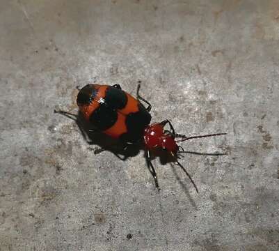 Image of Lebia (Lebia) bitaeniata Chevrolat 1834