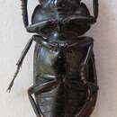 Image of Falcicornis rufonotatus (Pouillaude 1913)