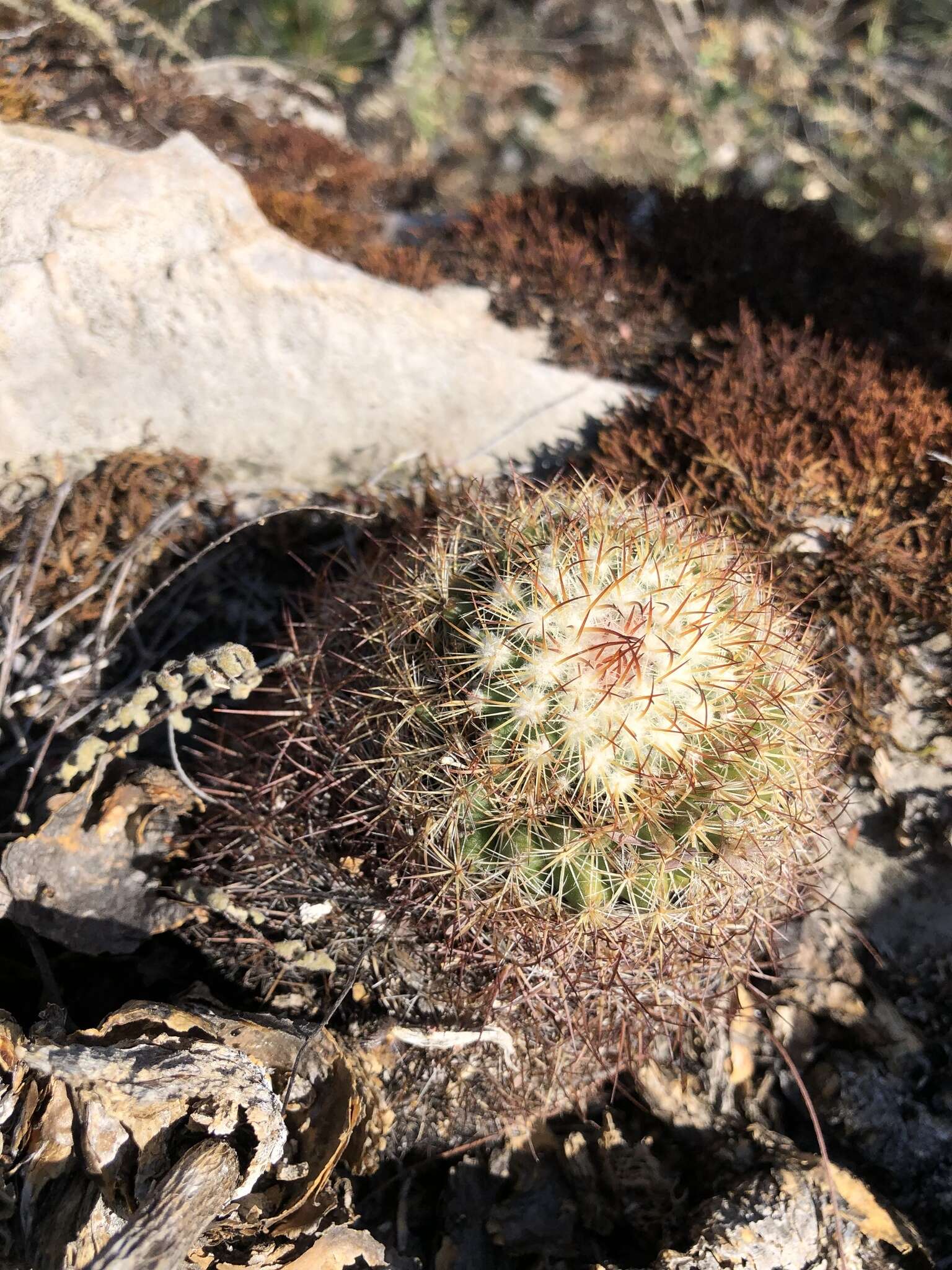 Image of Mammillaria rhodantha subsp. fera-rubra (F. Schmoll ex R. T. Craig) D. R. Hunt