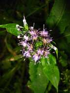 Image of Saussurea latifolia Ledeb.