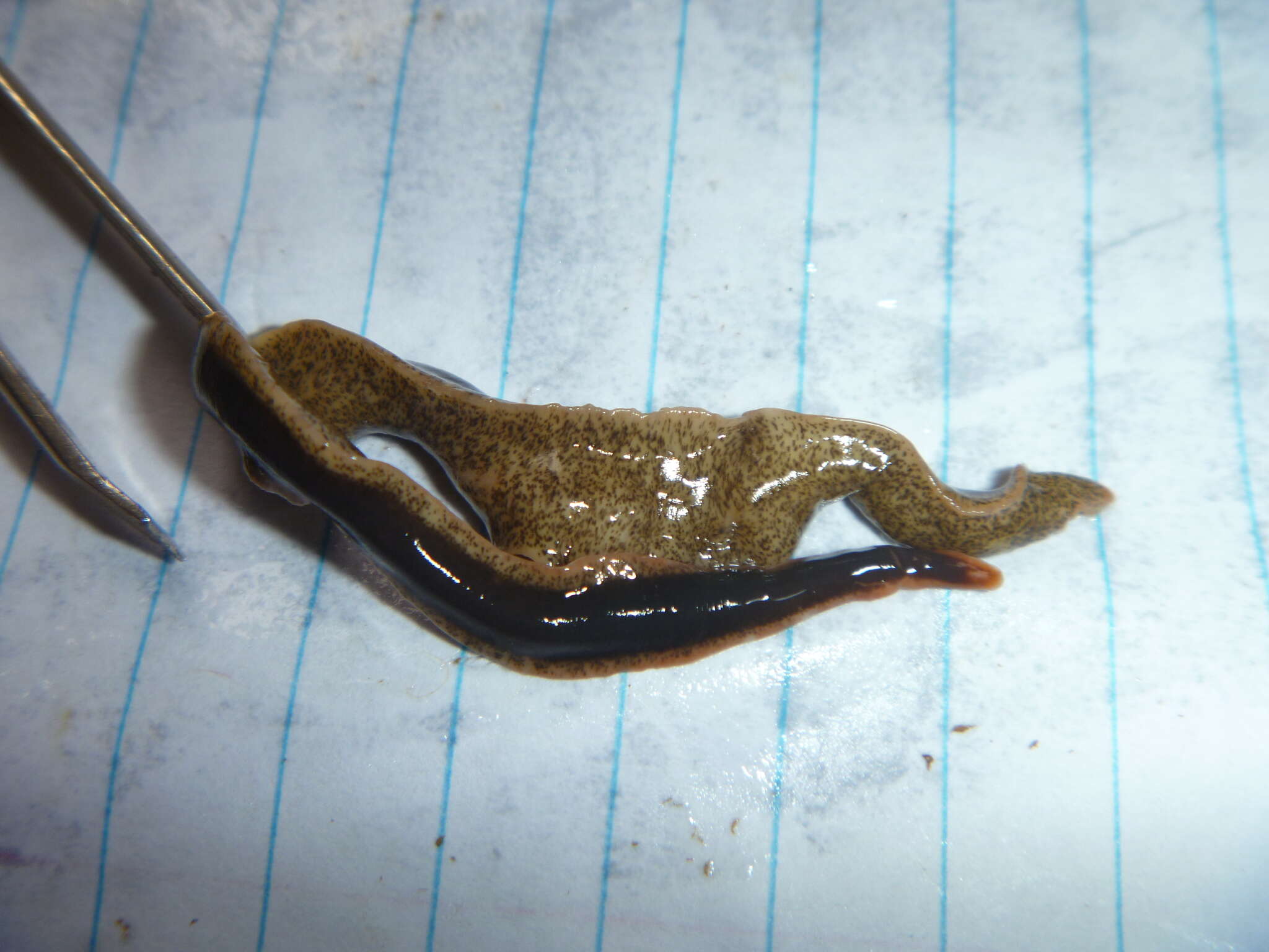 Image of New Zealand flatworm