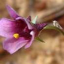 Imagem de Diascia sacculata Benth.