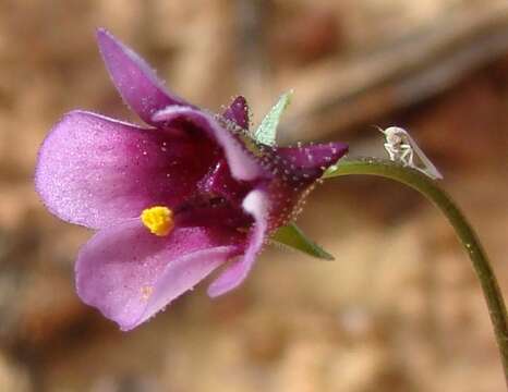 Image de Diascia sacculata Benth.