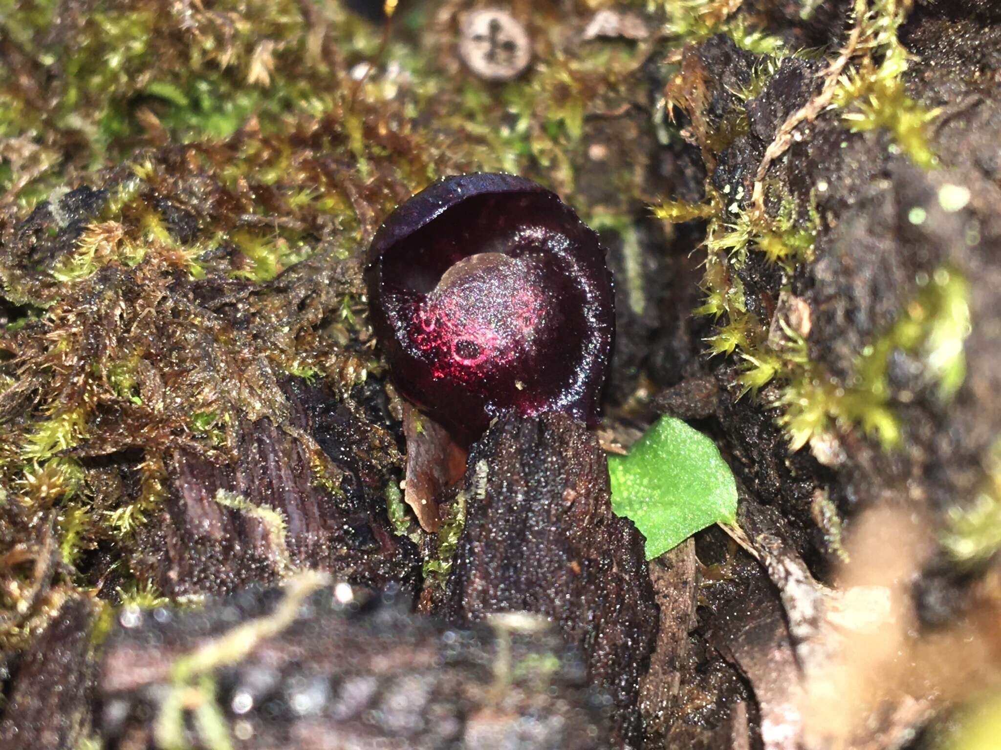 Plancia ëd Corybas recurvus D. L. Jones