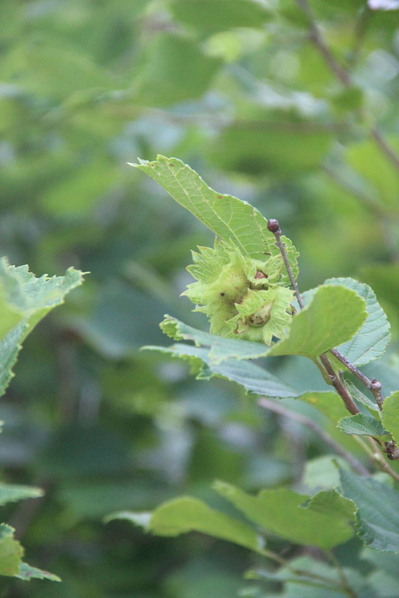 Image of Siberian hazelnut