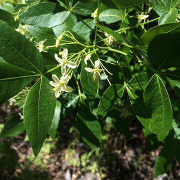 Image of California hoptree