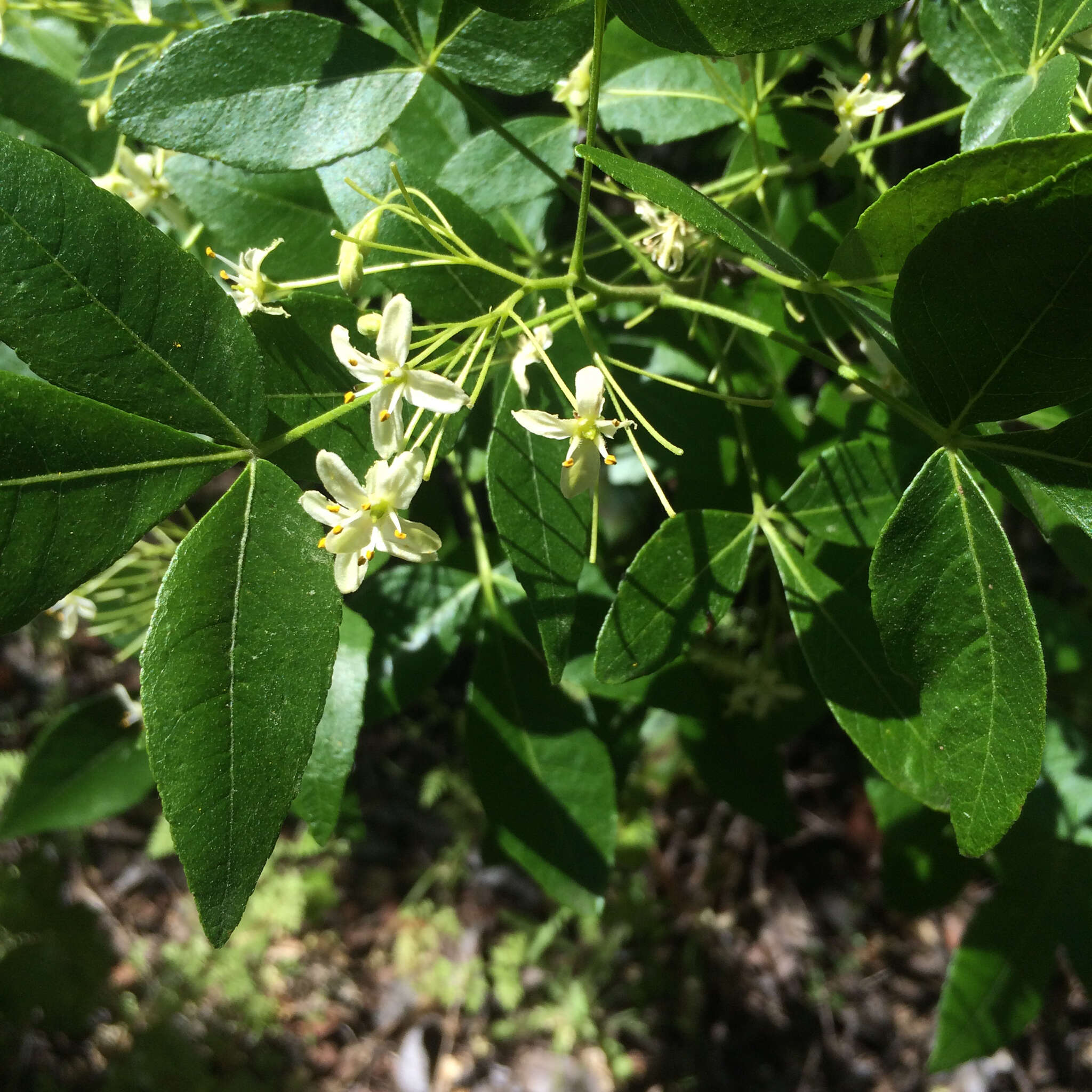 Image de Ptelea crenulata Greene