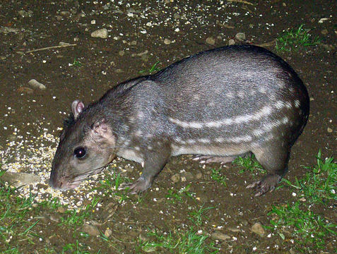 Image of lowland paca