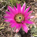 Image of Echinocereus reichenbachii var. perbellus (Britton & Rose) L. D. Benson