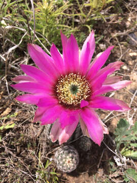 Image of Echinocereus reichenbachii var. perbellus (Britton & Rose) L. D. Benson