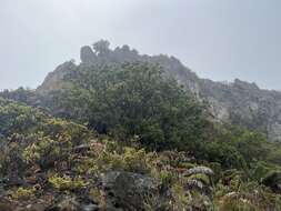 Image of Haleakala sandalwood