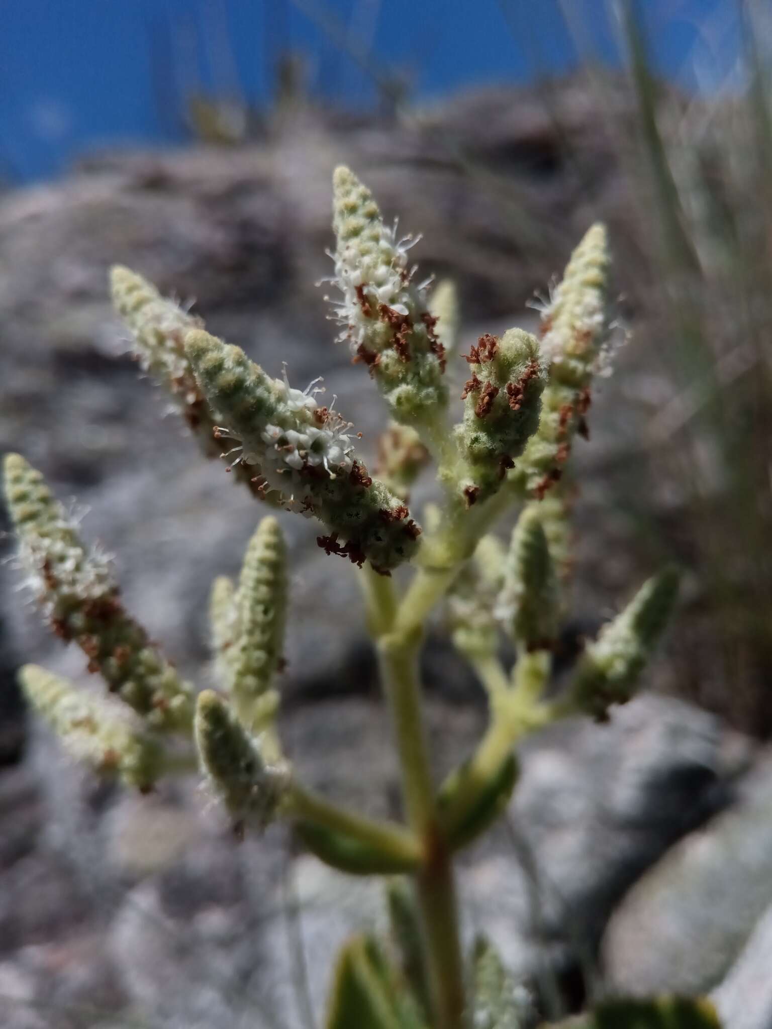 Image of Tetradenia clementiana Phillipson