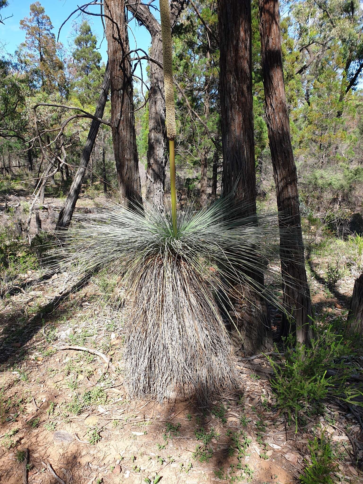 Image of Xanthorrhoea glauca D. J. Bedford