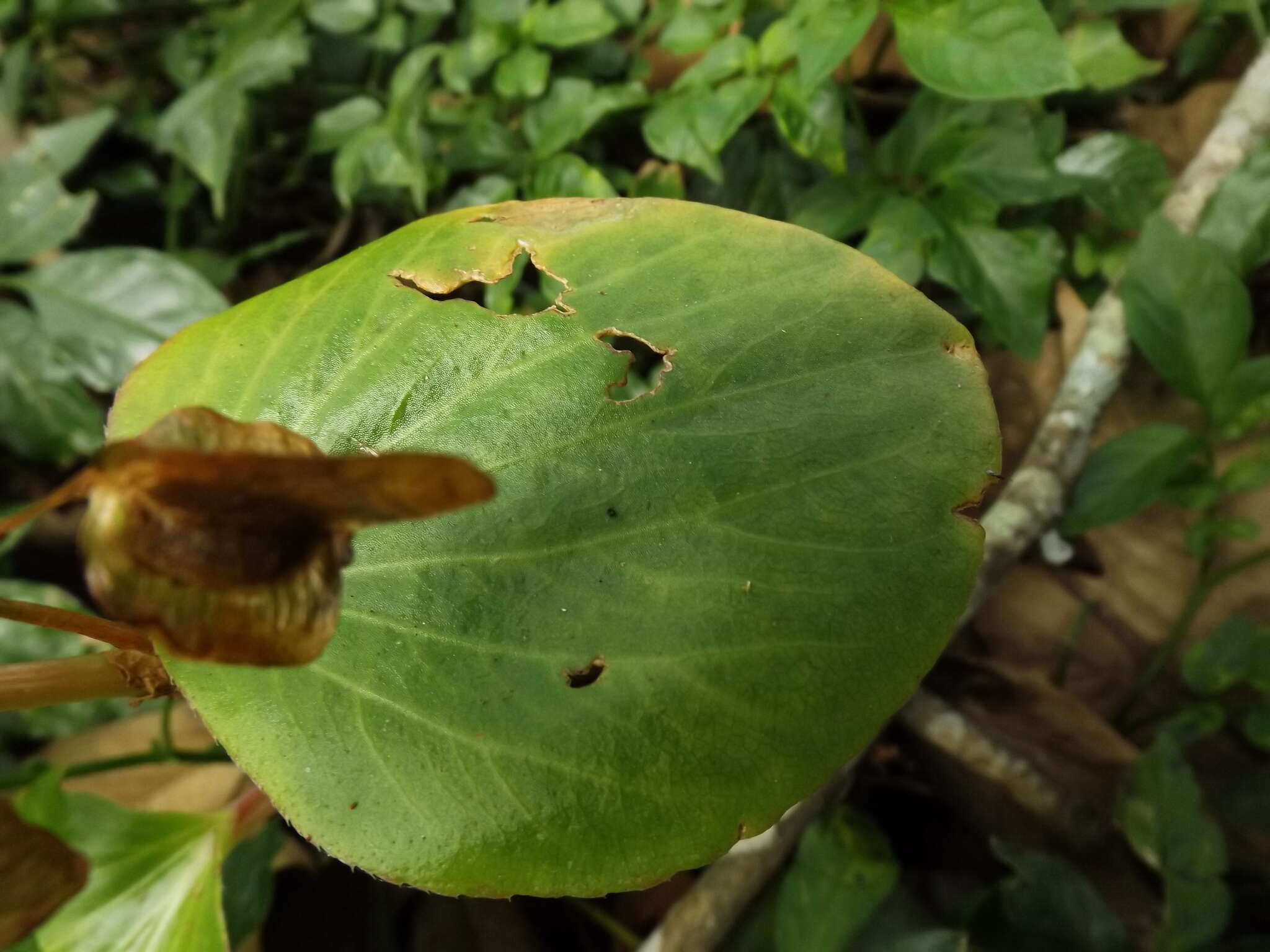 Image of clubed begonia