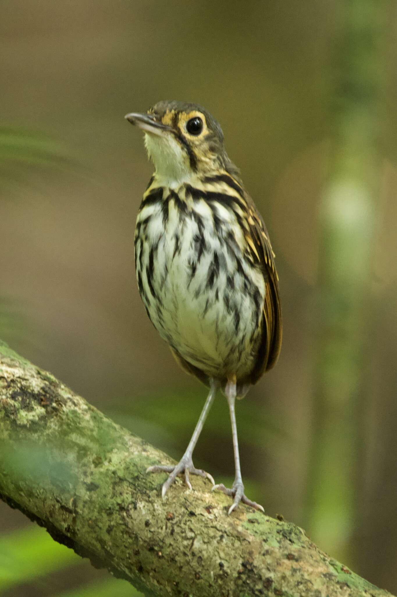 Image of Spectacled Antpitta