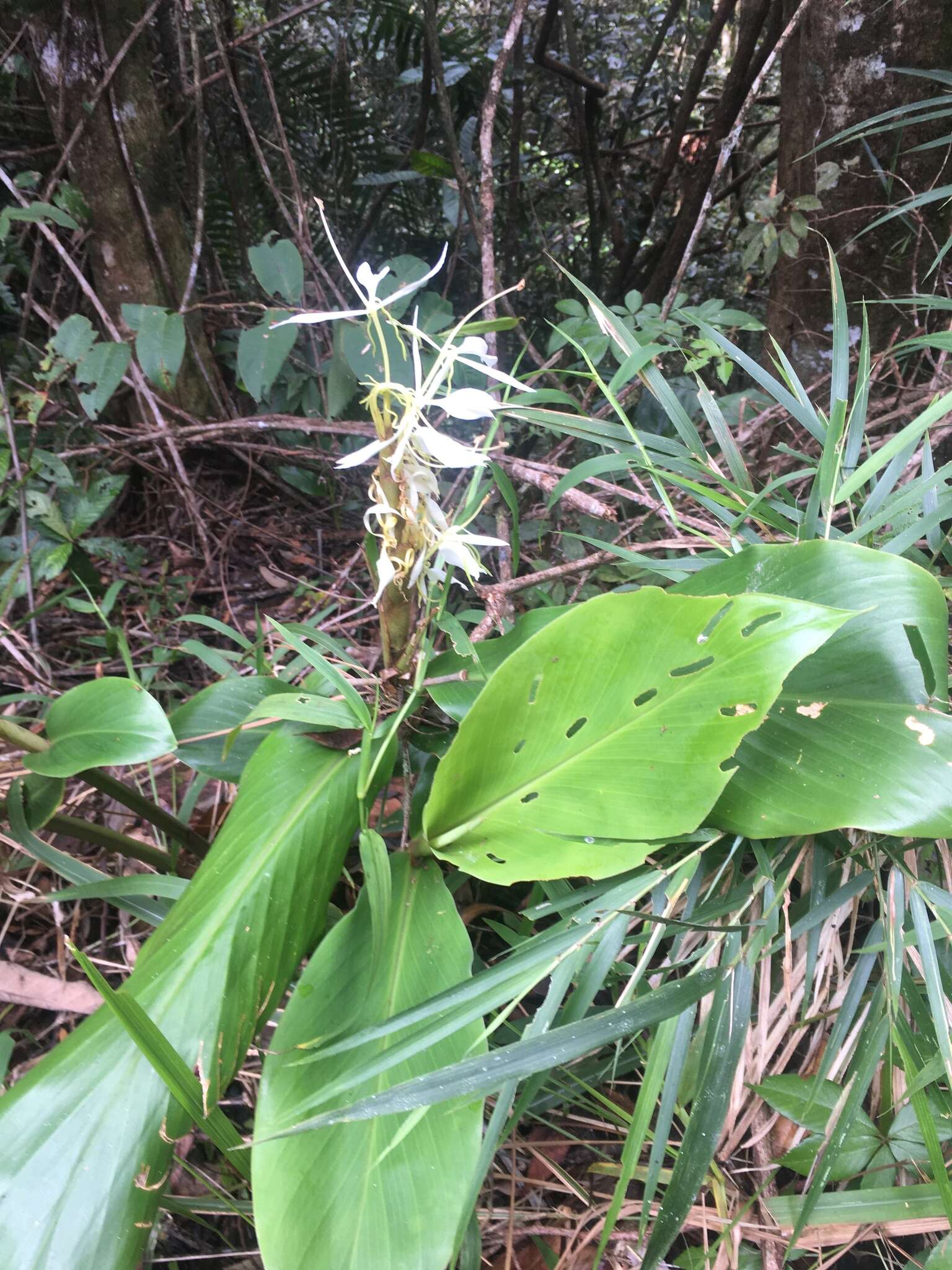 Image of Hedychium cylindricum Ridl.