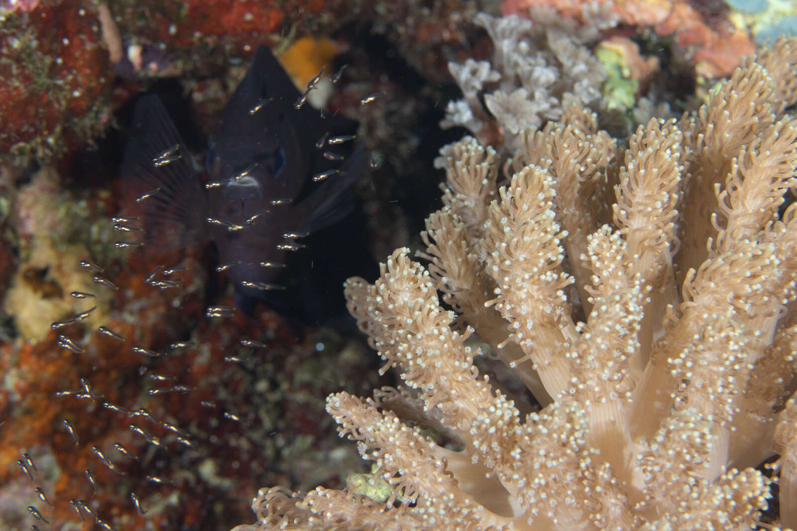 Image of Acanthochromis