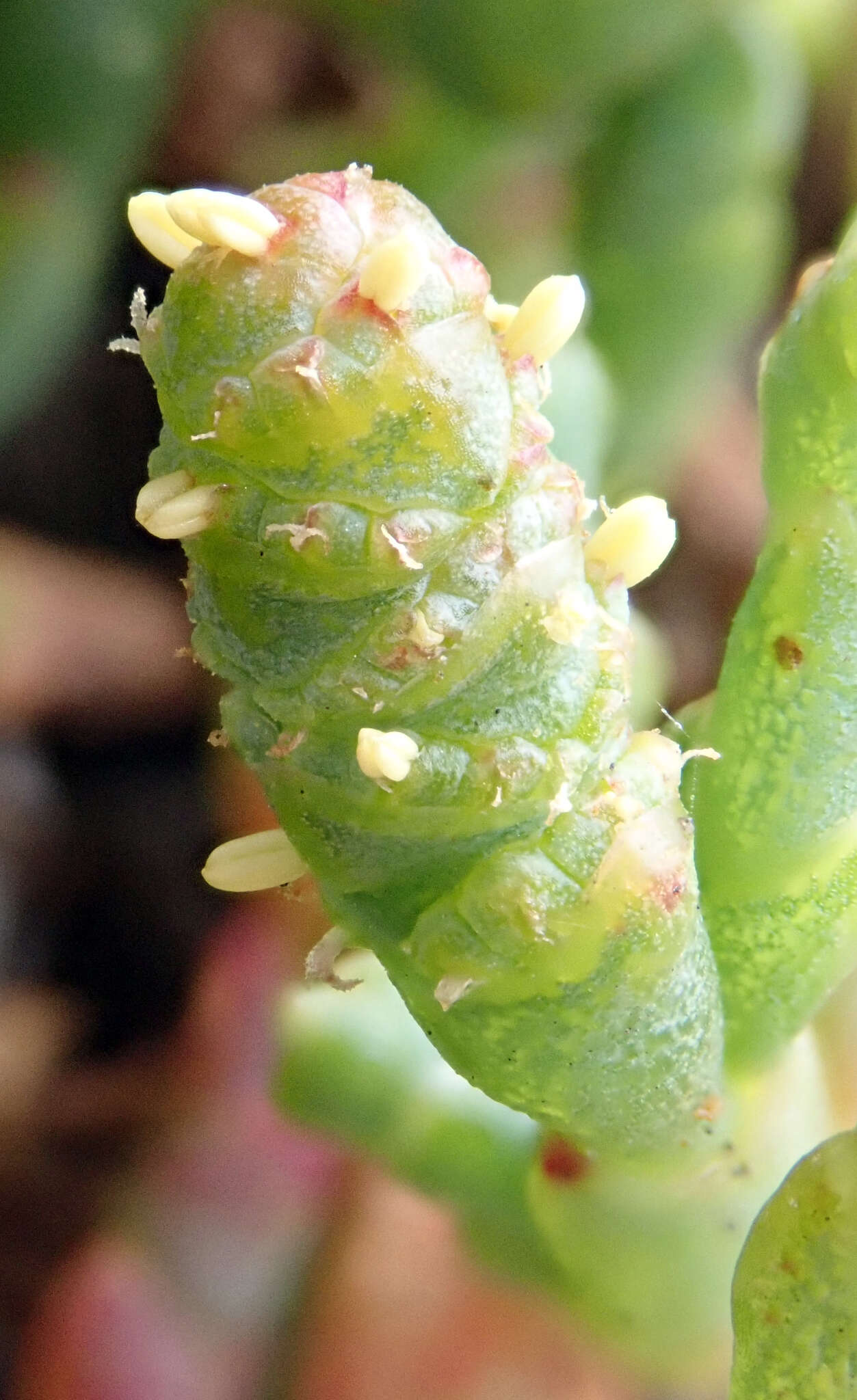 Image de Salicornia quinqueflora subsp. quinqueflora