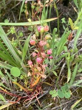 Image of narrowleaf minerslettuce